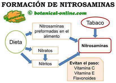 diagrama que ilustra la formación de nitrosaminas a partir de nitritos en carnes procesadas