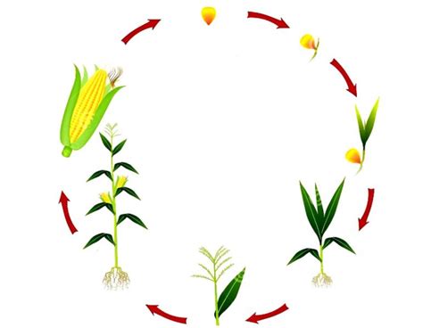 Esquema del ciclo de vida de la planta de maíz, destacando las fases vegetativa y reproductiva.