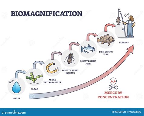 Esquema de bioacumulación y biomagnificación de mercurio en la cadena alimentaria