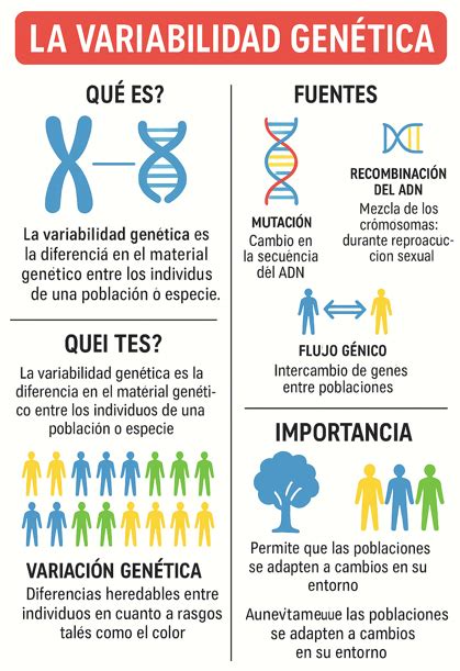 Esquema sobre el proceso de mejoramiento genético: desde la variabilidad genética hasta la selección de nuevas variedades.