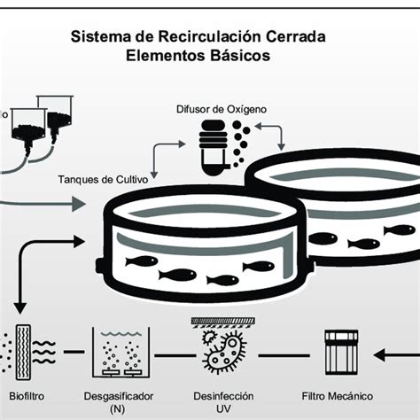 Diagrama que ilustra los componentes de la nuez y sus efectos neuroprotectores