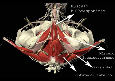 Esquema anatómico detallado de un Tetramand mostrando la musculatura y la disposición de sus cuatro brazos.
