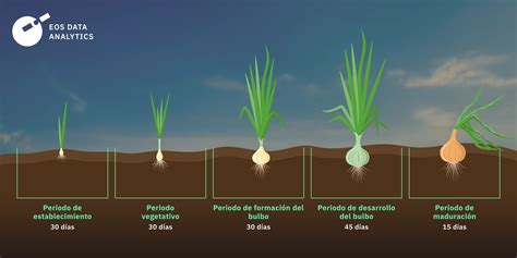 Esquema de las etapas fenológicas del crecimiento de la cebolla: desde la siembra hasta la maduración del bulbo