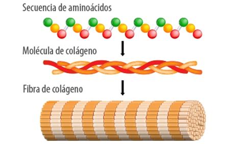 Ilustración de la estructura del colágeno