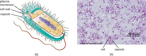Diagrama de una bacteria mostrando la cápsula como la capa más externa.