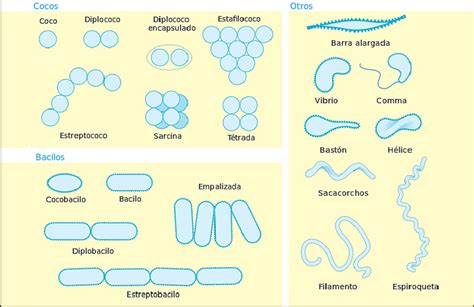 Esquema comparativo de diferentes tipos de cápsulas bacterianas y sus componentes.