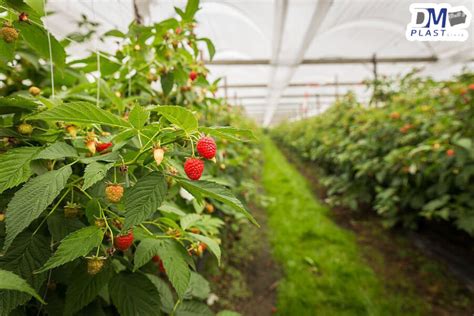 Producción de frambuesa en macrotúnel: permite obtener mayores rendimientos de fruta.