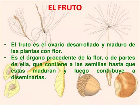 Diagrama modificado del desarrollo de fruto y color.