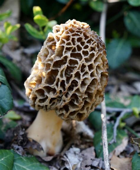 Morillas en el suelo del bosque, camufladas