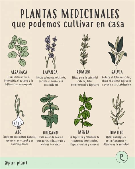 Ilustración de plantas y hierbas medicinales que Idai Nature utiliza en sus extractos.