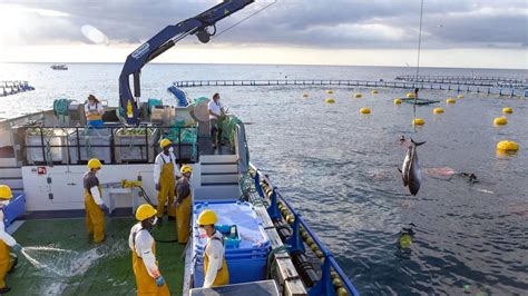 Barco remolcando jaula de atún con ejemplares vivos