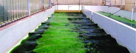 Imagen de un tanque de cultivo tipo raceway para atún