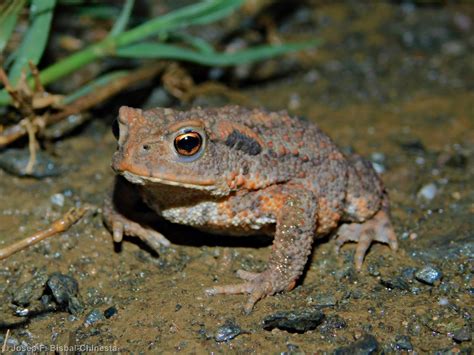 Mapa de distribución del sapo común europeo (Bufo bufo)