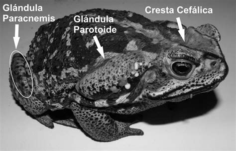 Ilustración anatómica del sapo común con glándulas parotoides resaltadas
