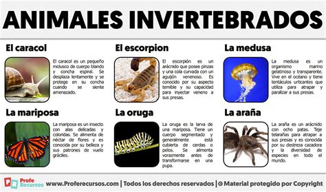 Infografía sobre la dieta del sapo común, mostrando los tipos de invertebrados que consume