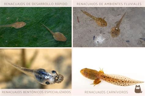 Comparación visual de la dieta de renacuajos de rana y sapo