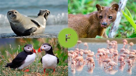 collage de diversos animales cuyos nombres empiezan con la letra F: foca, flamenco, faisán, fosa, felino