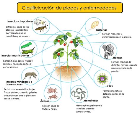 Esquema de las principales enfermedades y plagas que afectan al ciclo de vida del espárrago desde la raíz hasta el follaje.