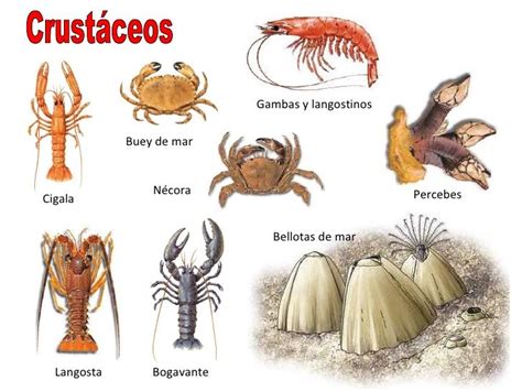 Crustáceos (gambas, langostas, cangrejos).