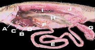 Larva de la “Tenia ancha del pescado” en la musculatura de una trucha silvestre.