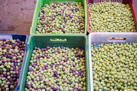 Cesto de aceitunas frescas recién recolectadas