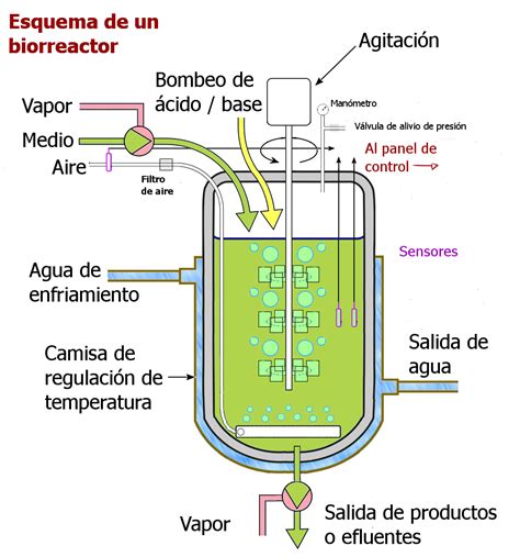 Diseño esquemático del biorreactor Zymotic