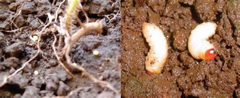 Ilustración detallada de los diferentes estados de desarrollo del Aegorhinus superciliosus: huevo, larva, pupa y adulto.