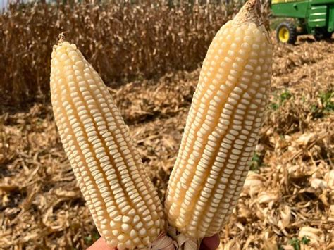 Tabla resumen con determinaciones biométricas y rendimiento industrial de cuatro híbridos de maíz dulce.