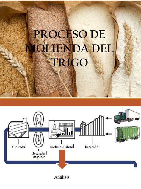 Esquema del proceso de elaboración: grano de trigo, tostado y molienda final para obtener harina tostada.