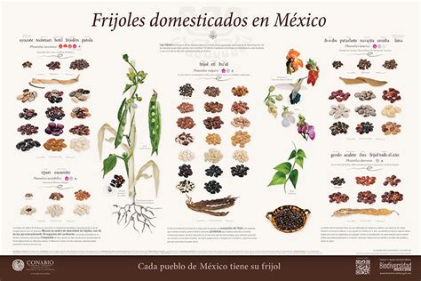 Infografía comparativa mostrando distintas variedades de frijoles: negro, rojo, blanco, canario y aduki con sus usos culinarios principales.