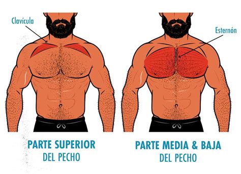 Esquema de las zonas del pecho y clavícula a maquillar para contouring