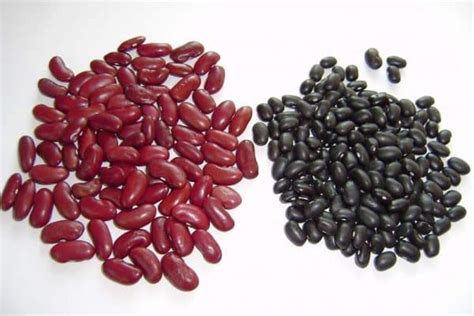 Esquema comparativo nutricional y morfológico entre porotos negros y porotos de soja
