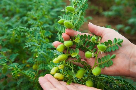 ilustración de la planta del garbanzo con sus vainas y semillas
