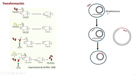 Esquema que muestra la transferencia de genes de algas a plantas de Camelina para la producción sostenible de ácidos grasos omega-3 en el alimento de peces.