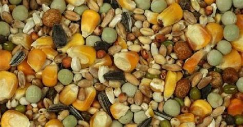 variedad de semillas y granos para palomas