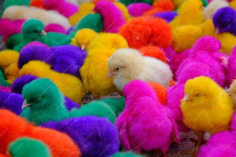Imagen de un grupo de pollitos de diferentes colores y razas en un entorno natural y acogedor