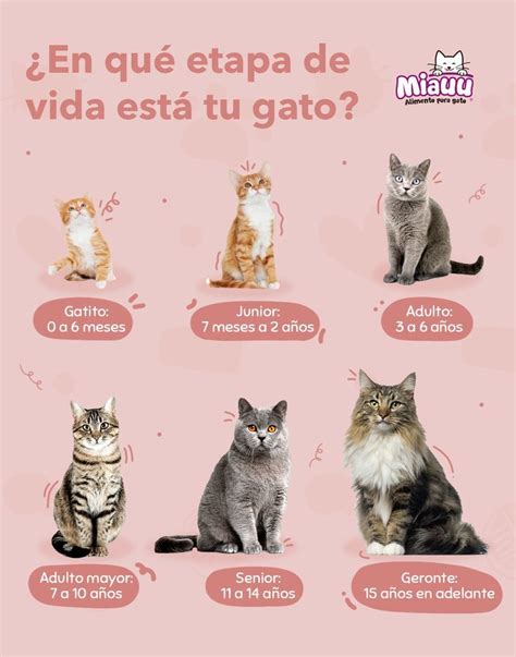 Esquema de las etapas de crecimiento de un gatito y sus necesidades nutricionales básicas.