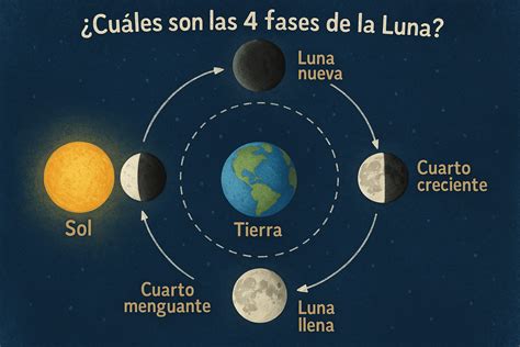 Ilustración de las cuatro fases principales de la Luna (Nueva, Creciente, Llena, Menguante).