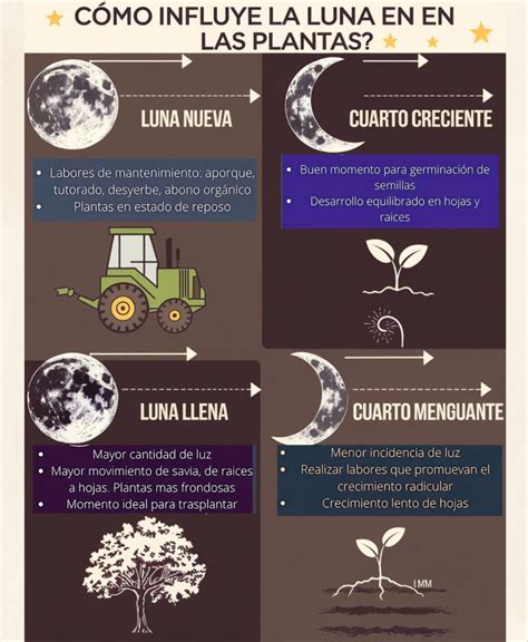 Diagrama que muestra la concentración de savia en raíces (Luna Nueva/Menguante) y en partes aéreas (Creciente/Llena).