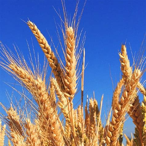 Campo de cultivo con variedad de cereales en la región de La Araucanía