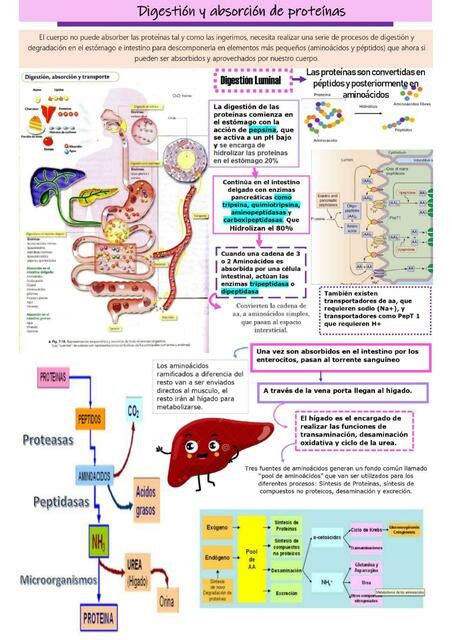 Infografía sobre la digestión y absorción de proteínas de suero de leche y caseína
