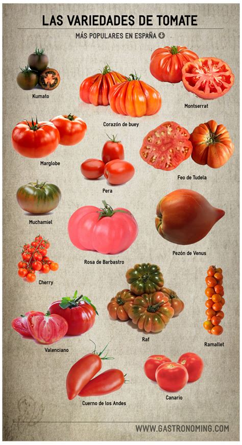 Esquema de las variedades de tomate cultivadas en el Valle de Azapa y sus portainjertos