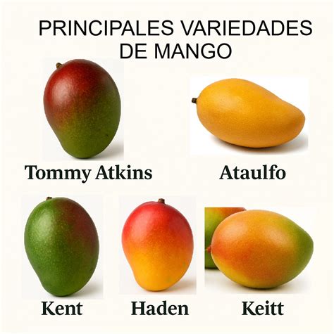 Fotografía de mangos cosechados de las variedades Kent y Tommy Atkins