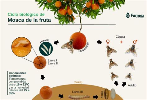 Infografía sobre la mosca de la fruta y su ciclo de vida