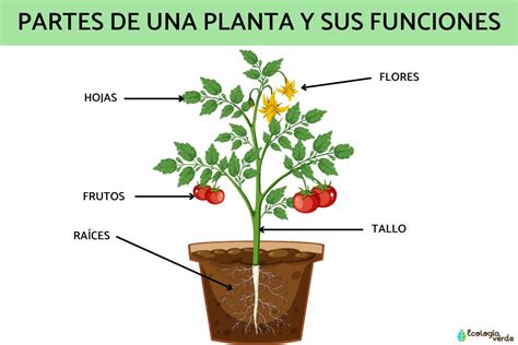 Esquema detallado que muestra las partes de una planta de ají, incluyendo raíz, tallo, ramificación en Y, flor y fruto en desarrollo.