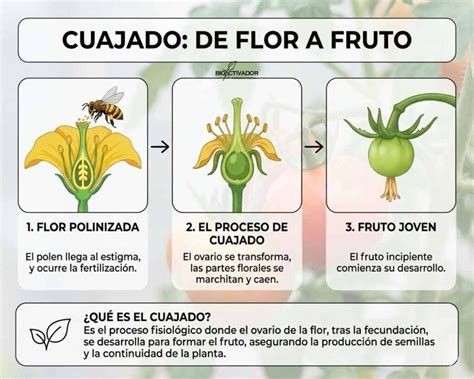 Infografía comparativa: ciclo de vida desde la semilla, trasplante, floración, cuajado del fruto y cosecha final.