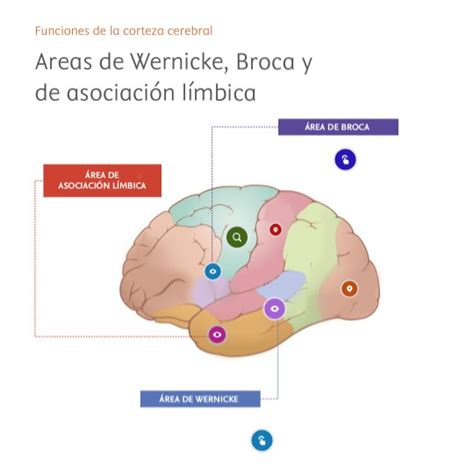 Ilustración de las áreas del cerebro relacionadas con el lenguaje.