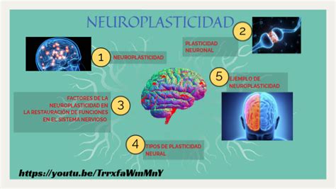 Esquema simplificado del proceso de neuroplasticidad.