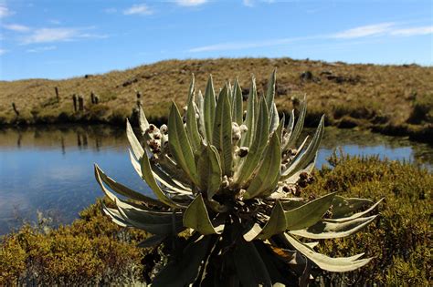 Páramo de los Nevados en Caldas con frailejones.
