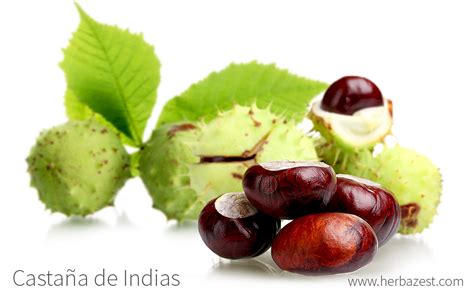 Fotografía de castañas de indias con su característica corteza espinosa y fruto brillante.